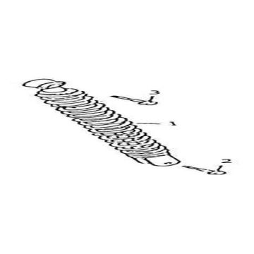 Stoßdämpfer China GT rosa